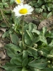 Bellis sylvestris Cirillo