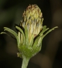 Bidens subalternans DC.