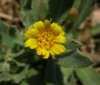 Calendula arvensis