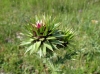 Carduus nutans ? 1 de 3