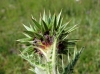 Carduus nutans ? 3 de 3