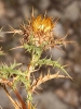 Carlina corymbosa L.