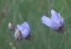 Catananche caerulea L.