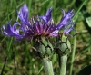 Centaurea triumfetti All. subsp. semidecurrens (Jord.) Dostál