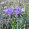 Centaurea triumfetti All. subsp. semidecurrens (Jord.) Dostál