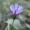 Centaurea triumfetti All. subsp. semidecurrens (Jordan) Dostál