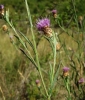 Centaurea jacea 1/2 (a confirmar)