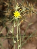 Chondrilla juncea L.