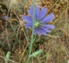 Cichorium intybus L.