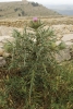Cirsium eriophorum ? 1 de 2