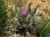 Cirsium eriophorum ? 2 de 5