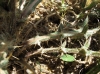 Cirsium eriophorum ? 3 de 5