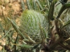 Cirsium eriophorum ? 4 de 5