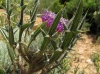 Cirsium eriophorum ? 5 de 5