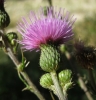 Cirsium valdespinulosum 1/2
