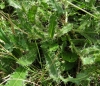 Cirsium valdespinulosum 1/2
