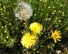 Crepis taraxacifolia ? 1/3