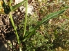 Crepis taraxacifolia ? 2/3