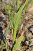 Crepis pulchra L.