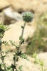 Echinops ritro L. subsp. ritro Echinops ritro L. subsp. ritro