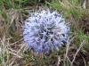 Echinops ritro L. subsp. ritro Echinops ritro L. subsp. ritro