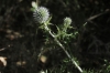 Echinops ritro L. subsp. ritro Echinops ritro L. subsp. ritro
