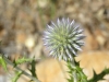 Echinops ritro L. Echinops ritro L.