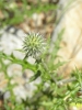 Echinops ritro L. Echinops ritro L.