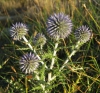 Echinops ritro L. Echinops ritro L.