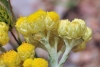 Helichrysum stoechas (L.) Moench