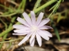 Lactuca tenerrima Pourr.