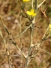 Lactuca viminea (L.) J.Presl & C.Presl