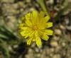 Scorzoneroides carpetana Lange