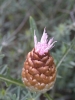 Rhaponticum coniferum (L.) DC.