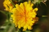 Scolymus hispanicus L.