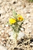 Scolymus hispanicus L.