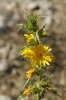 Scolymus hispanicus L.