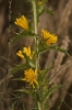 Scolymus hispanicus L.