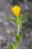 Scolymus hispanicus L.