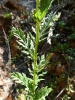 Senecio erucifolius L.