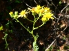 Senecio erucifolius L.