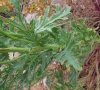 Senecio jacobaea 3/3
