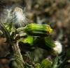 Senecio vulgaris L.