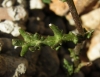 Senecio gallicus 3/3 (a confirmar)