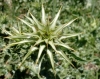 Silybum marianum (L.) Gaertn.
