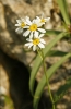 Tanacetum corymbosum (L.) Sch.Bip.