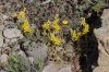 Sedum acre L.