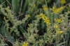Sedum acre L.