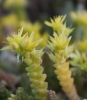 Sedum acre L.