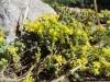 Sedum acre L.